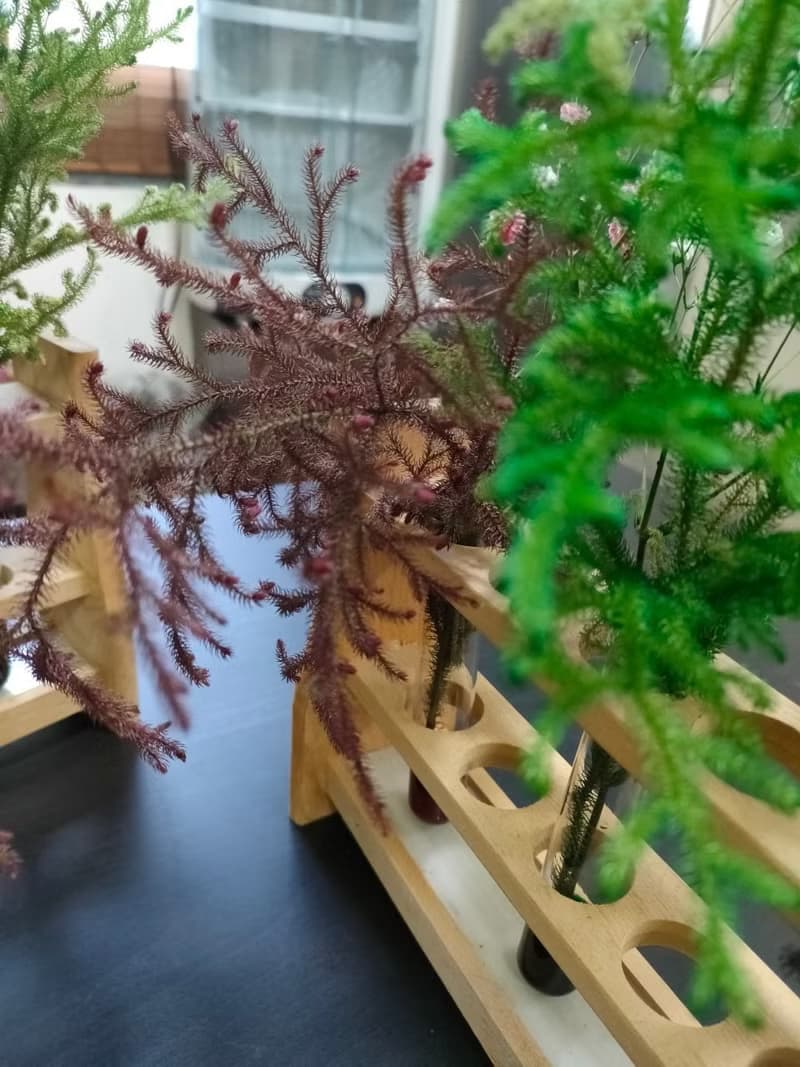 【體驗】鮮花凍齡的製作體驗 【送一堂永生花設計課】