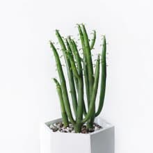 (預購) 白灰漸層系列 | 珊瑚大戟 六邊形水泥多肉植栽