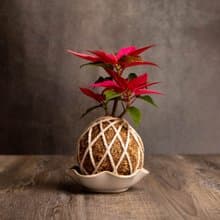 聖誕紅水苔球 苔球植物 苔玉 適合室內植物 辦公室植物 交換禮物