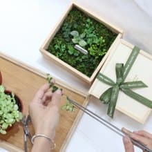 大地青苔植物盒
