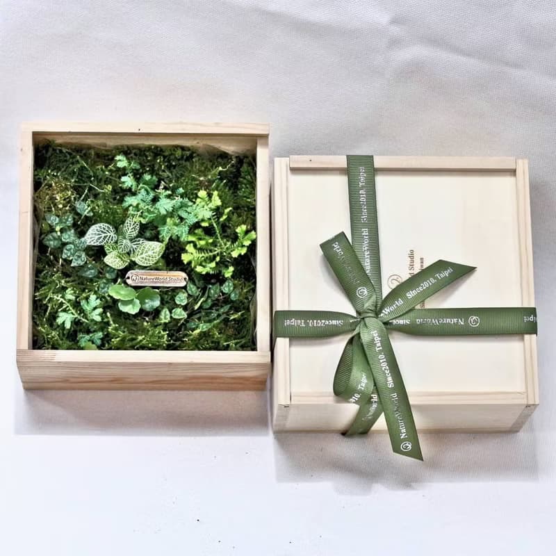 大地青苔植物盒