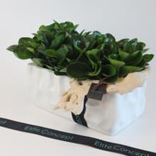 開運招財/ 桌上盆栽
