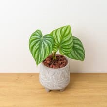 西瓜普洛蔓綠絨 中樹葉紋 水泥盆栽 開幕送禮 喬遷禮物 植栽 盆栽