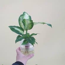 植栽 室內盆栽 白玉萬年青 水耕 懶人盆栽