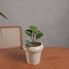 小判菩提/金背榕
