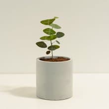 飛機草│泥作系列│福所栽