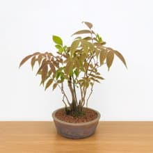 小品盆栽・黃櫨木・ハゼノキ