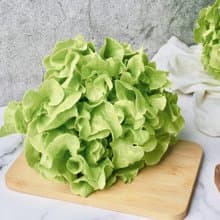 【綠十水耕生菜】綠橡木150g、生菜、沙拉、萵苣、水耕蔬菜