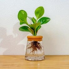 圓葉椒草 三角水耕盆栽 室內植物 觀葉植物 禮物 水培 辦公室小物