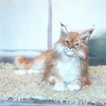 緬因貓逼真貓藝術娃娃 OOAK 人造毛絨動物毛絨毛絨玩具