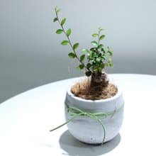 植栽 盆栽l 榆樹盆栽 百搭胖U水泥盆  小品盆栽 木本植栽