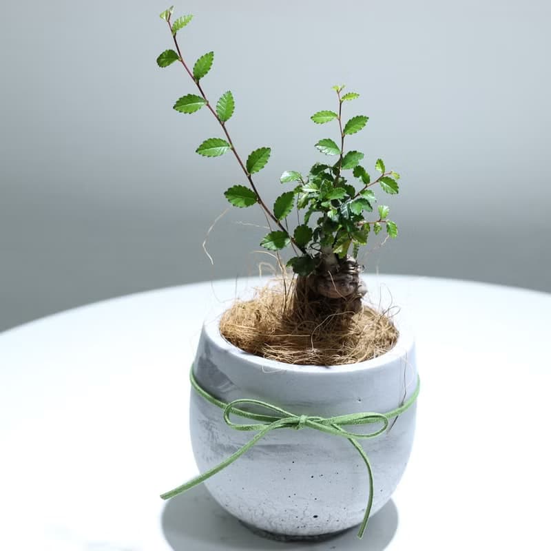植栽 盆栽l 榆樹盆栽 百搭胖U水泥盆  小品盆栽 木本植栽