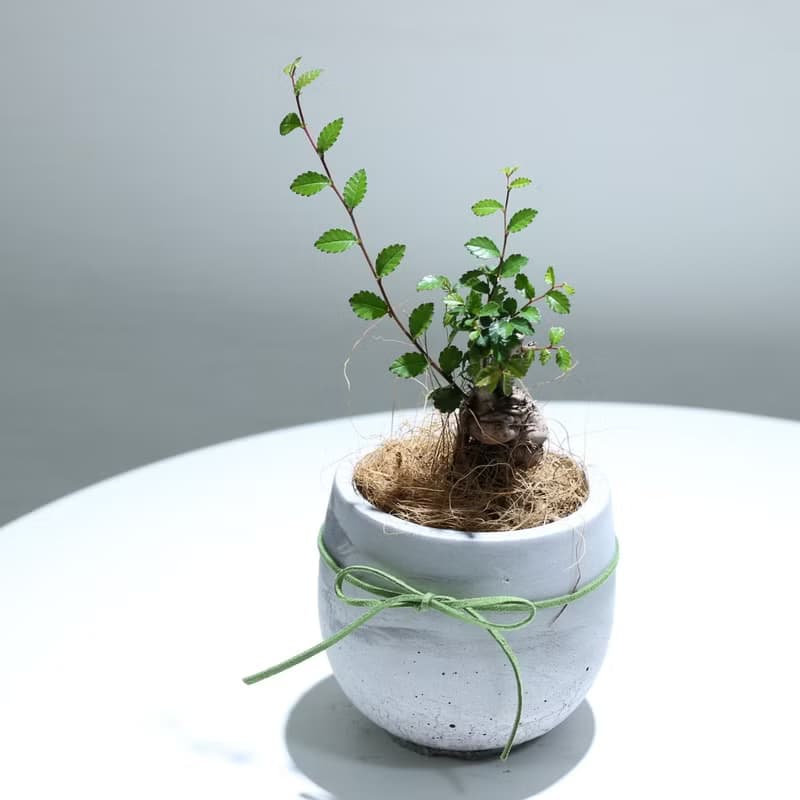 植栽 盆栽l 榆樹盆栽 百搭胖U水泥盆  小品盆栽 木本植栽