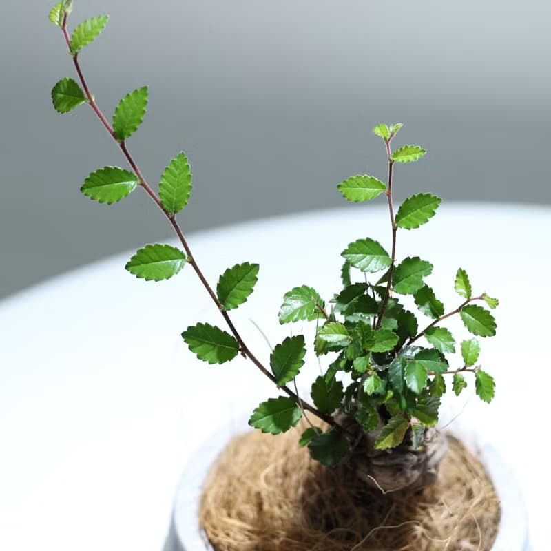植栽 盆栽l 榆樹盆栽 百搭胖U水泥盆  小品盆栽 木本植栽