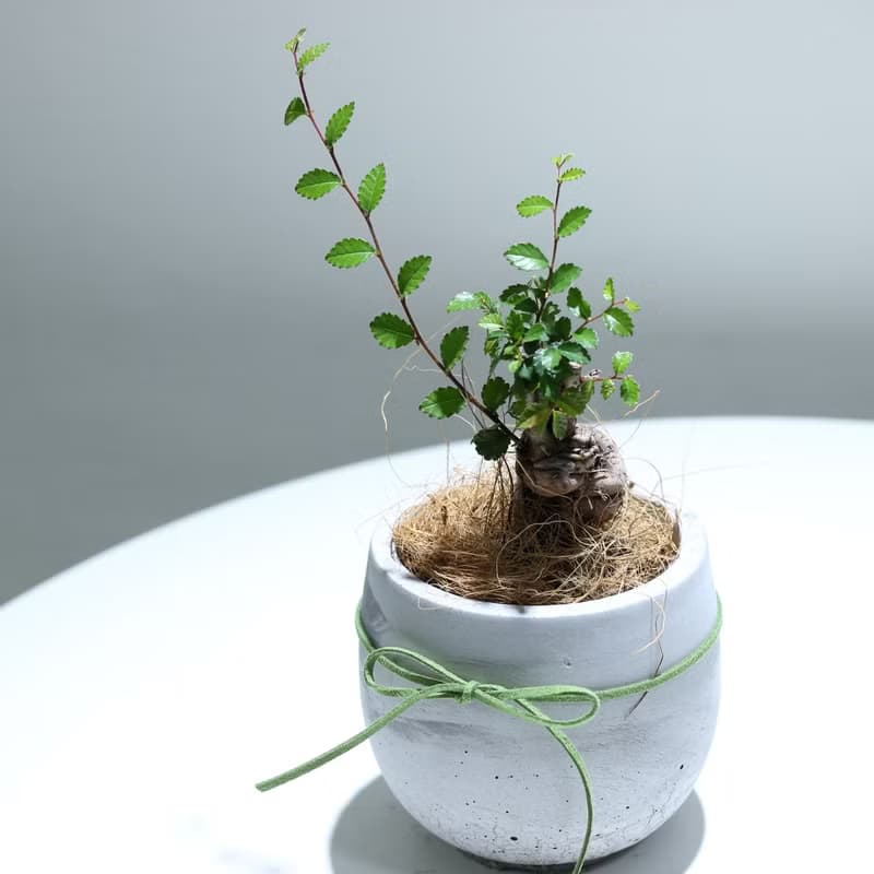 植栽 盆栽l 榆樹盆栽 百搭胖U水泥盆  小品盆栽 木本植栽