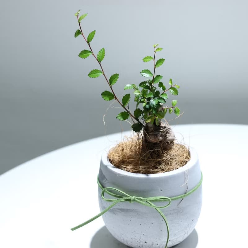 植栽 盆栽l 榆樹盆栽 百搭胖U水泥盆  小品盆栽 木本植栽