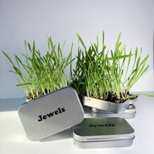 【Jewels Labs 水晶貓草DIY種植套組】- 辦公室小物 DIY植栽
