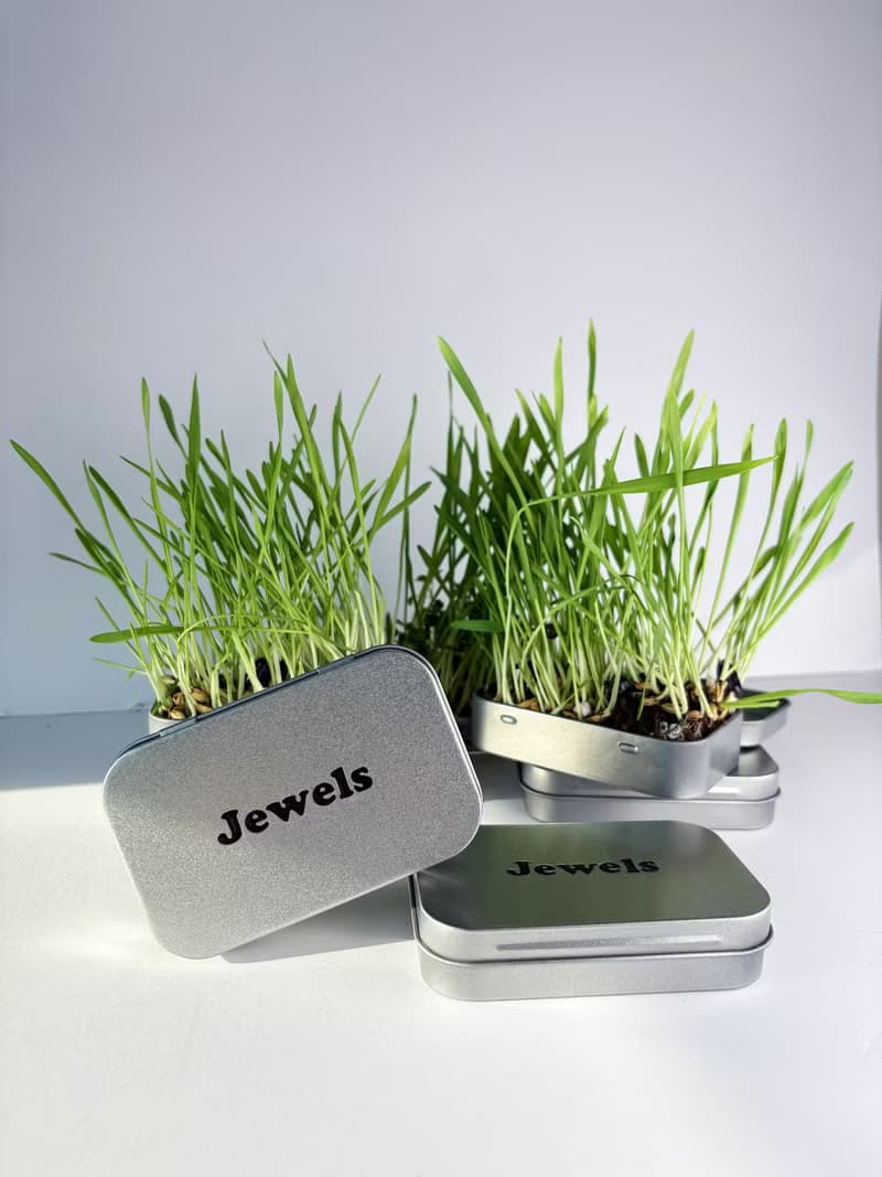 【Jewels Labs 水晶貓草DIY種植套組】- 辦公室小物 DIY植栽