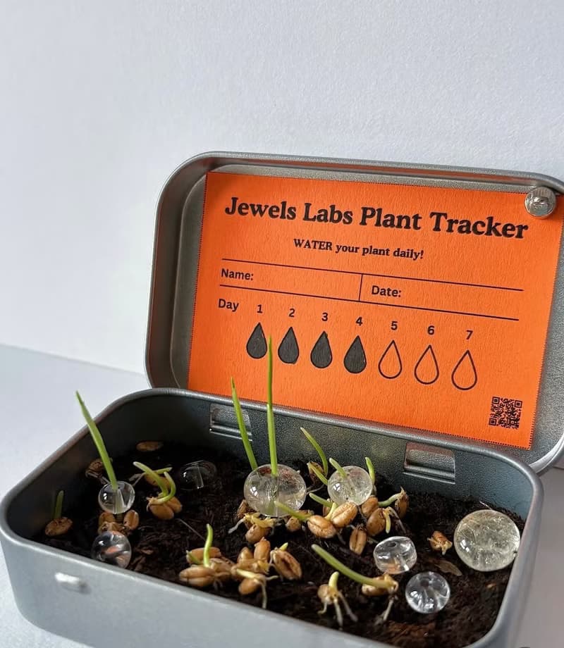 【Jewels Labs 水晶貓草DIY種植套組】- 辦公室小物 DIY植栽