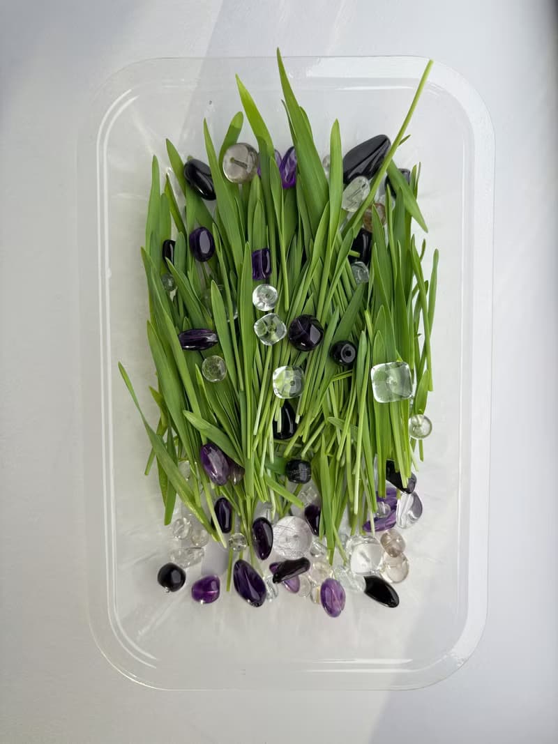 【Jewels Labs 水晶貓草DIY種植套組】- 辦公室小物 DIY植栽