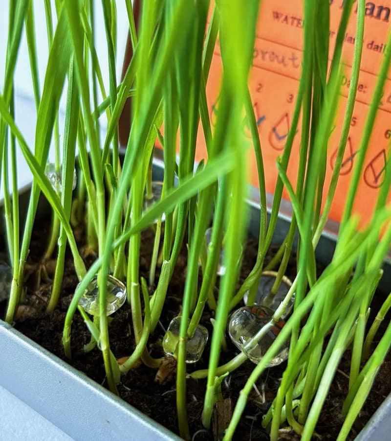 【Jewels Labs 水晶貓草DIY種植套組】- 辦公室小物 DIY植栽