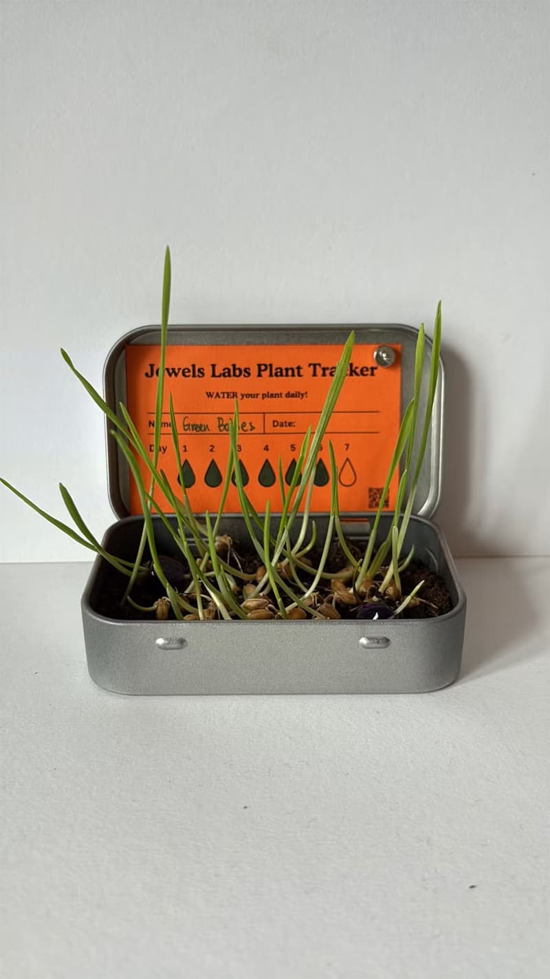 【Jewels Labs 水晶貓草DIY種植套組】- 辦公室小物 DIY植栽