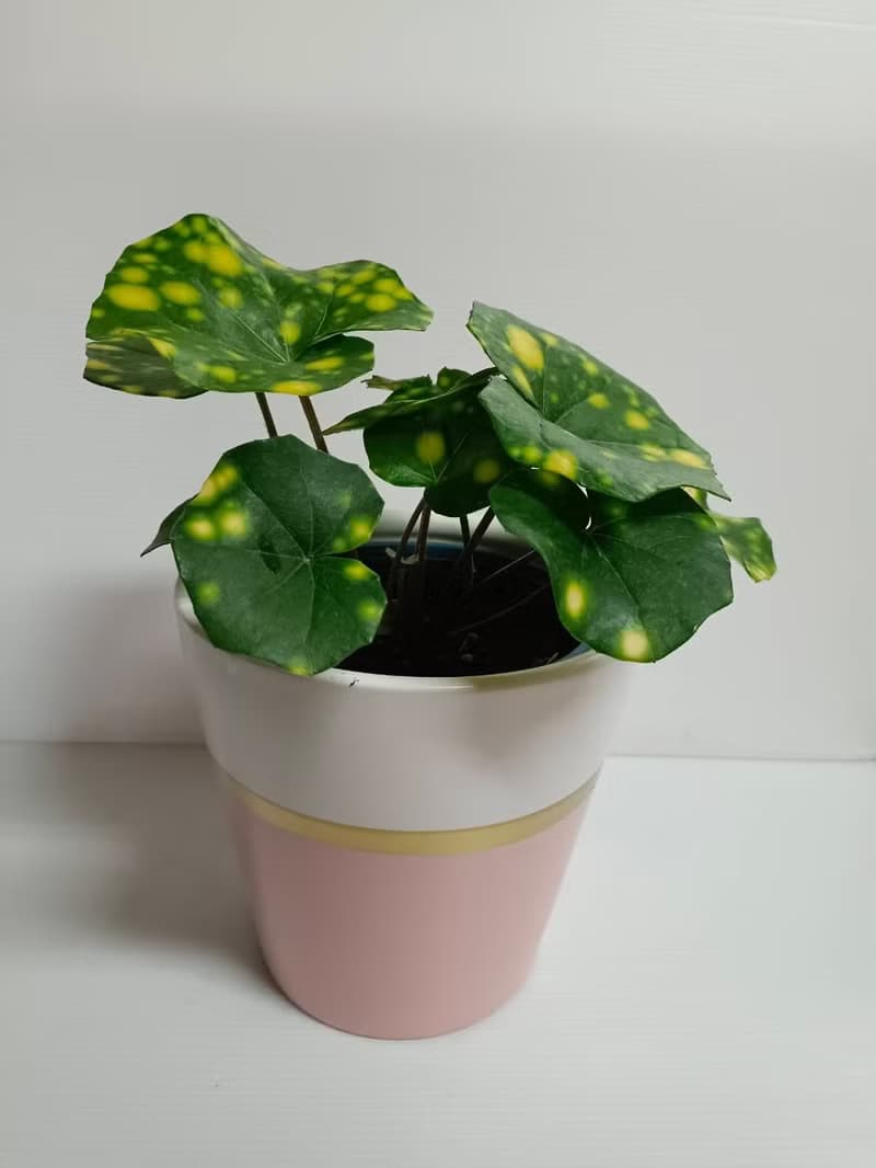 夢幻小品 山葵 桌上造型盆栽 送禮自用 辦公室角落