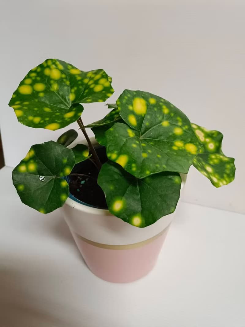 夢幻小品 山葵 桌上造型盆栽 送禮自用 辦公室角落
