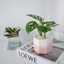 窗孔蔓綠絨•夕日紫霞 / 水泥植栽 / 辦公室療癒小物 / 生日送禮