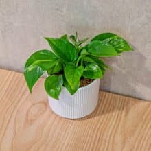 黃金葛 莫蘭迪色系直紋陶盆 室內植物 觀葉植物 禮物 盆栽