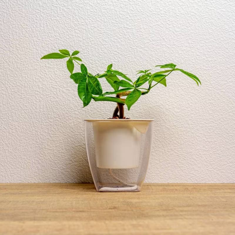 曲線馬拉巴栗 免澆水方形盆栽 室內植物 觀葉植物 禮物 盆栽