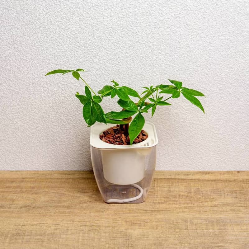 曲線馬拉巴栗 免澆水方形盆栽 室內植物 觀葉植物 禮物 盆栽