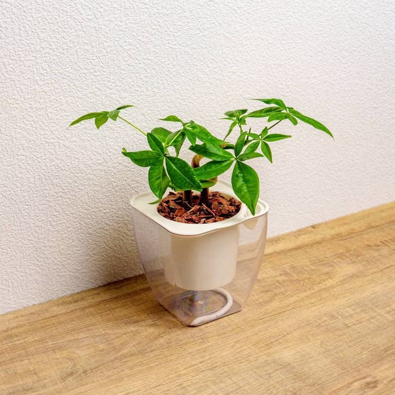 曲線馬拉巴栗 免澆水方形盆栽 室內植物 觀葉植物 禮物 盆栽