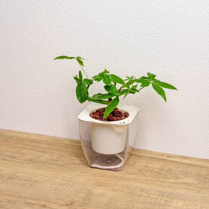 曲線馬拉巴栗 免澆水方形盆栽 室內植物 觀葉植物 禮物 盆栽