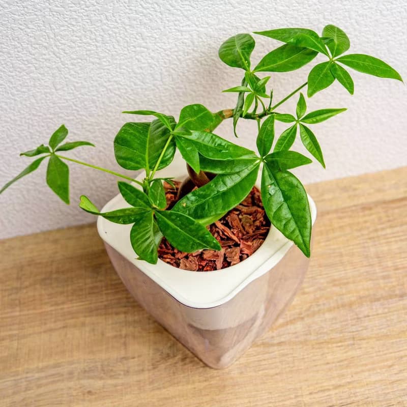 曲線馬拉巴栗 免澆水方形盆栽 室內植物 觀葉植物 禮物 盆栽