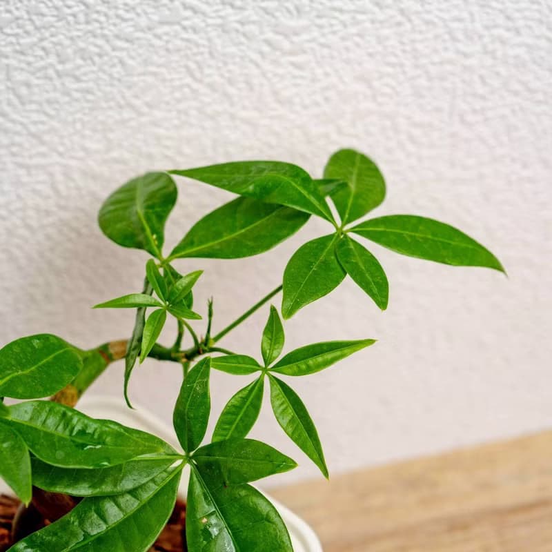 曲線馬拉巴栗 免澆水方形盆栽 室內植物 觀葉植物 禮物 盆栽