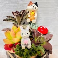 送禮首選 3吋盆 好事發生(花生)花盆 交換禮物 辦公室禮