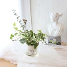 PD158常春藤吸水盆栽/室內植物/懶人植物/環境綠化/居家佈置/植栽