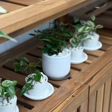 植栽小品_三寸陶瓷花器/白金葛/合果芋/初雪葛/劍尾竹芋