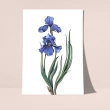 鳶尾花海報數位 JPEG 可列印牆面畫廊牆面藝術鳶尾花印刷品
