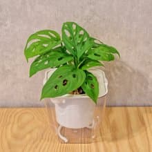 窗孔龜背芋 免澆水方形盆栽 室內植物 觀葉植物 禮物盆栽 辦公室