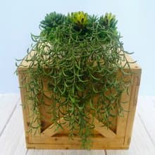 高擬真紫弦月藤蔓植栽/擬真植物/禮物/綠化/永不凋零/佈置