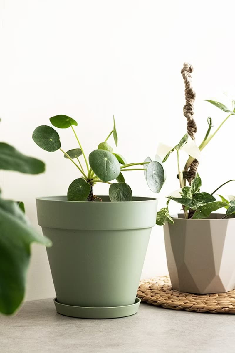 Pilea peperomioides 鏡面草植栽_荷蘭設計極簡霧面盆