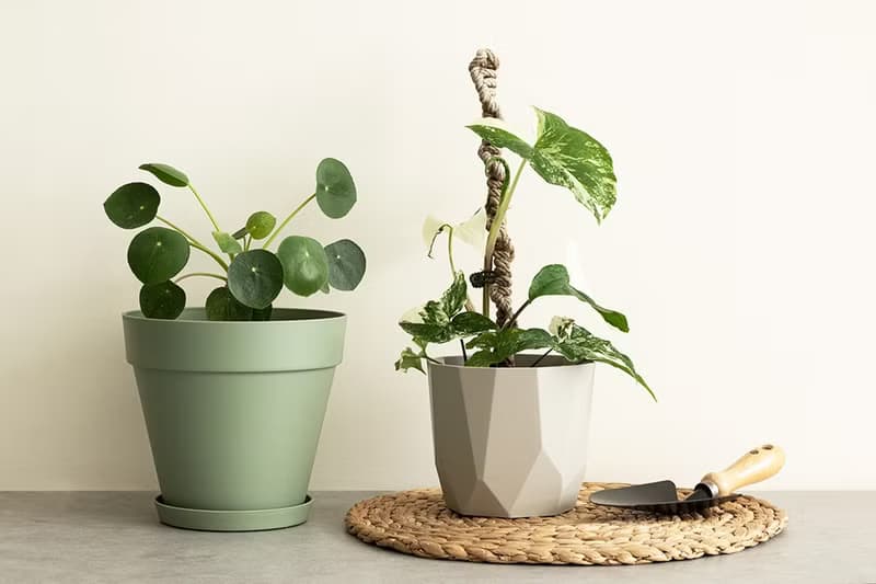 Pilea peperomioides 鏡面草植栽_荷蘭設計極簡霧面盆