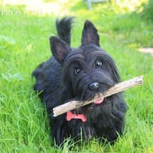 Scottish Terrier realistic plush toy