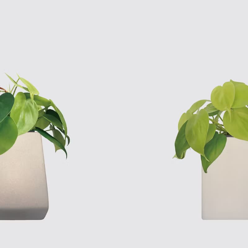 │ 方盆系列 │ 心葉蔓綠絨 - 廚浴植物 水耕盆栽 空氣淨化