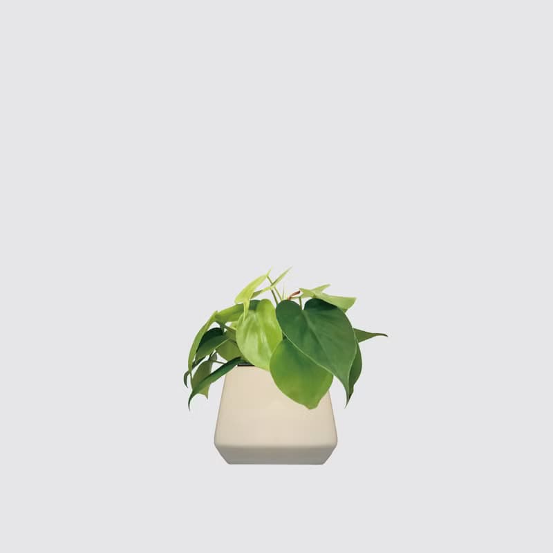 │ 方盆系列 │ 心葉蔓綠絨 - 廚浴植物 水耕盆栽 空氣淨化