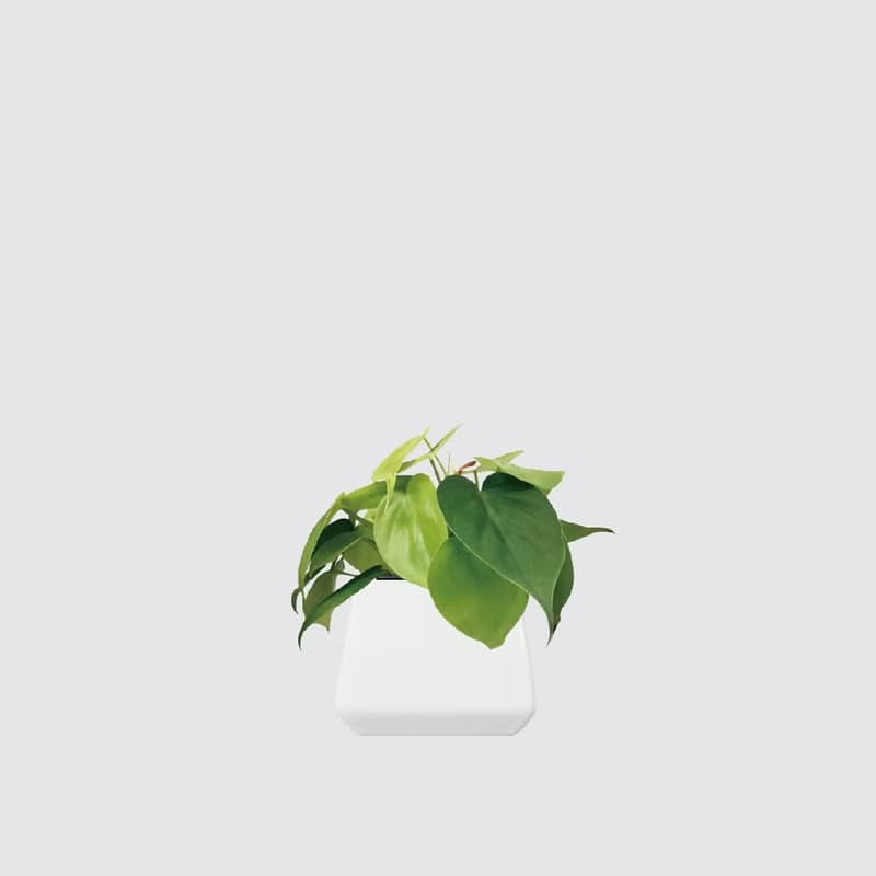 │ 方盆系列 │ 心葉蔓綠絨 - 廚浴植物 水耕盆栽 空氣淨化