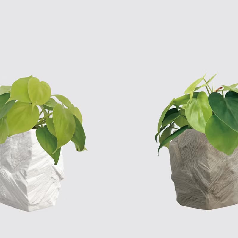 │ 方盆系列 │ 心葉蔓綠絨 - 廚浴植物 水耕盆栽 空氣淨化