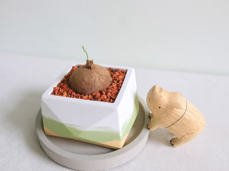 圓葉山烏龜 • 幾何草原款水泥盆